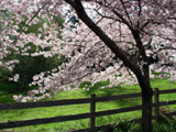 [Flowering Cherry]