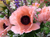 [Oriental Poppy Arrangement]