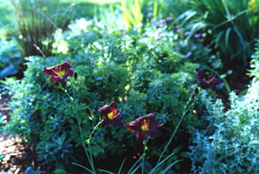 [Daylily 'Barbary Corsair']