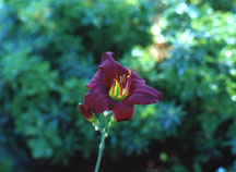 [Daylily 'Barbary Corsair' Closeup]