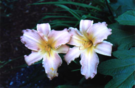 [Daylily 'Cool Streams']