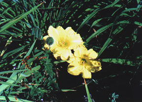 [Daylily 'Hortensia']