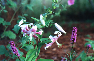 [Lilium 'Uchida' with Liatris]