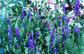 [Lotsa' Larkspur!]