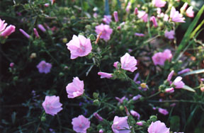 [Malva alcea 'Fastigiata']