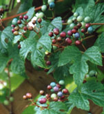 [Ampelopsis berries]