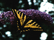 [Swallowtail Butterfly on Buddleia]