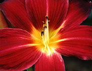 [Daylily Center]