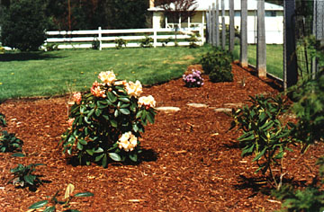 [Flowerbed North of Entry in April 1979... Rhody 'Unique']