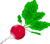 [Radish]