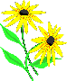 [Rudbeckia]