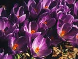 [Purple Crocus Thumbnail]