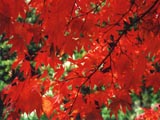 [Japanese Maple]