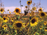 [Wild Sunflowers]